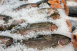 Close-up of fresh chilled fish in ice crumbs on the counter in a fish store. Selective focus