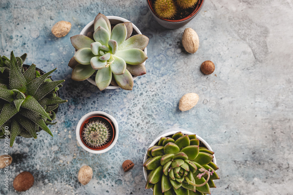 Succulent and cactus plants on concrete stone background. Minimal floral flat lay - obrazy, fototapety, plakaty 