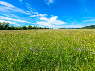 Super wide angle shots with action cam of forest and meadow in spring in daylight