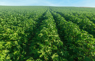 field of green plants to the horizon for animal feed