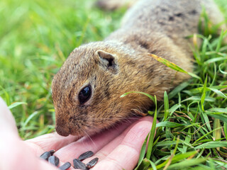 Human feeds a european gopher from his hand with sunflower seeds. Close-up. Portrait of a rodent. The concept of human cooperation with wildlife.