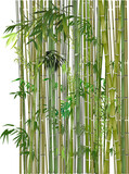 Fototapeta Sypialnia - green and brown bamboo plants on white