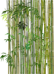  green and brown bamboo plants on white