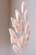 Bouquet of tender bunny tail grass in backlights.