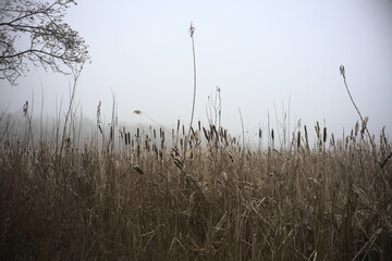 Poster - Dry grass against the white sky captured on a foggy day