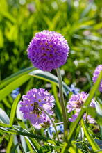 Primula Denticulata (Drumstick Primula). Garden Flower Purple Nature Natural Background Bloom Primrose