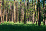 Fototapeta Las - Forest with tall trees. There is green grass among the trees. The sun shines through the trees and shadows are visible. The sky is blue.