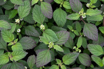 Aztec Sweet Herb honeyherb (Lippia dulcis)