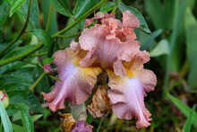 Beown Bearded Iris 'tootsie Roll' In Flower
