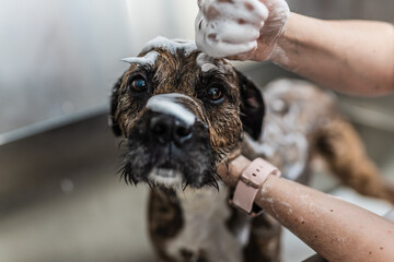 Perro en la bañera