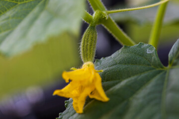 Macro view of flowering cucumbers. Healthy eating concept. Beautiful green nature backgrounds.