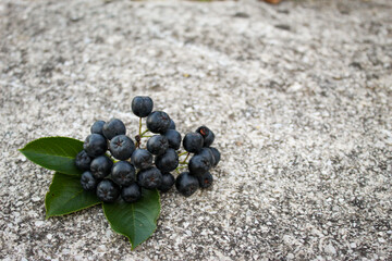 Wall Mural - A twig of a bunch of fruit chokeberry. Chokeberry fruit on concrete. Concrete background. Aronia with three leaves. Aronia.