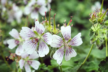 White And Purple Geranium Renardii  In Flower