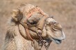Kamel Portrait auf Fuerteventura