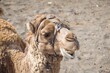 Kamel Portrait auf Fuerteventura
