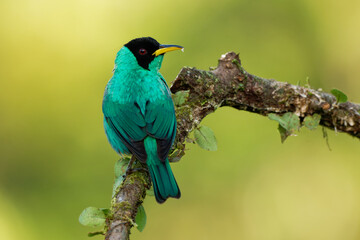 Wall Mural - Green Honeycreeper - Chlorophanes spiza, small green bird with black head in tanager family, found in the tropical New World from southern Mexico south to Brazil and on Trinidad, sunset yellow light