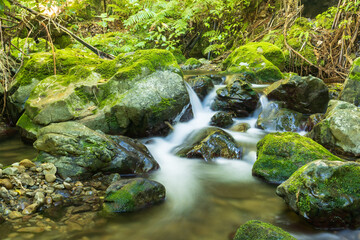 New Zealand Native Bush Water