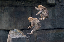 Barbary Monkeys Play And Romp In An Animal Park