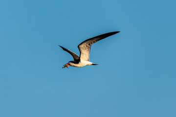 Wall Mural - seagull in flight