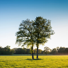 Wall Mural - trees in field near forest in twente between oldenzaal and enschede in the netherlands