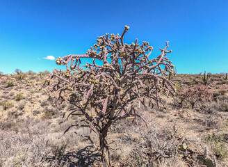 Cholla cactus (Cylindropuntia) in the morning sun, Arizona Trail, Arizona, U.S.A