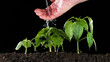 Seed and planting concept with Male hand watering young plant
