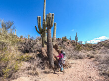 Hiking Through Saguaro Country On The Arizona Trail, Arizona, U.S.A