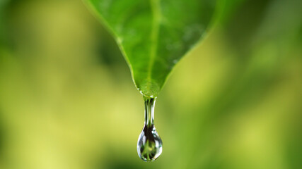 Wall Mural - Close up of a water drop on leaf