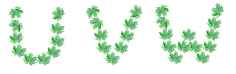 Wall Mural - The letters U, V, W are made of green maple leaves