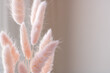 Pink fluffy bunny tail grass against the wall in backlights  with copy space for your text.
