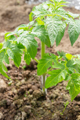 Wall Mural - Tomato seedlings grow in the garden in the summer in a greenhouse