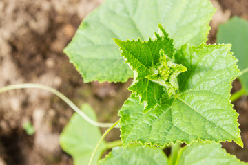 Wall Mural - Cucumber seedlings grow in the garden in the summer in the greenhouse