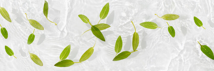 Green leaves on blue water background close-up. White texture surface with rings and ripple. Flat lay, top view, copy space.