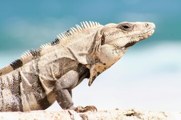 iguana in mexico