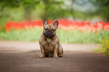 Wall Mural - French Bulldog in the park