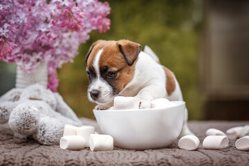 Wall Mural - Jack russel terrier puppy with marshmallow