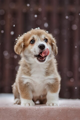 Wall Mural - Cute Welsh Corgi Pembroke puppy