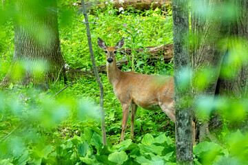 Wall Mural - the white tailed deer, hind on the park