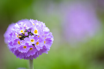 A macro of a dainty purple globe flower with yellow centers in the petals. The round flower has a large bee eating the nectar from the center of the plant. The soft-focus background is green. 