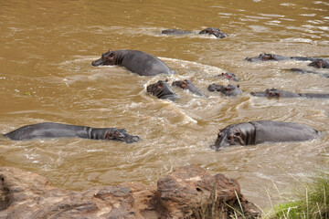 Wall Mural - Hippos swimming in Mara River, Masai Mara Game Reserve, Kenya