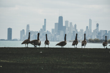 Wall Mural - Skyline of Chicago witn ducks