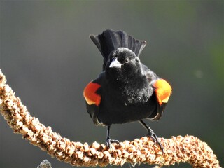 watchful male red-winged blackbird