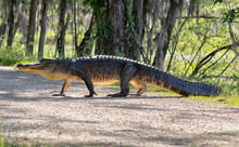 American Alligator Crossing Trail At Brazos Bend State Park, Texas