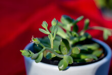 Macro Abstract View Of Tiny Flower Buds And Blossoms On A Graptoveria Succulent Potted Houseplant With Red Defocused Background In Dappled Sunlight
