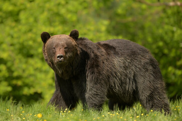 Wall Mural - Wild brown bear ( Ursus arctos )