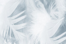 Beautiful White Baby Blue Colors Tone Feather Pattern Texture Cool Background For Decorative Design Wallpaper And Other