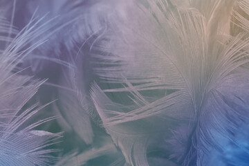 beautiful colorful violet gray feather texture background, pastel trends mix color