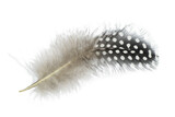 Fototapeta  - Beautiful Guineafowl feather isolated on white background