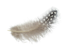 Beautiful Guineafowl Feather Isolated On White Background