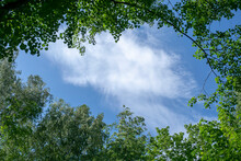 The Tops Of The Trees Against A Background Of Blue Sky And Clouds. Green Foliage, Natural Frame Of Deciduous Tree Crowns.